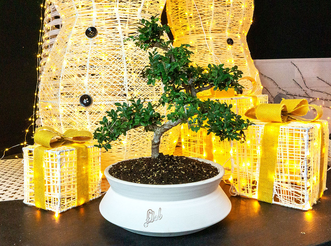 Olmo zelkova impalcato bonsai